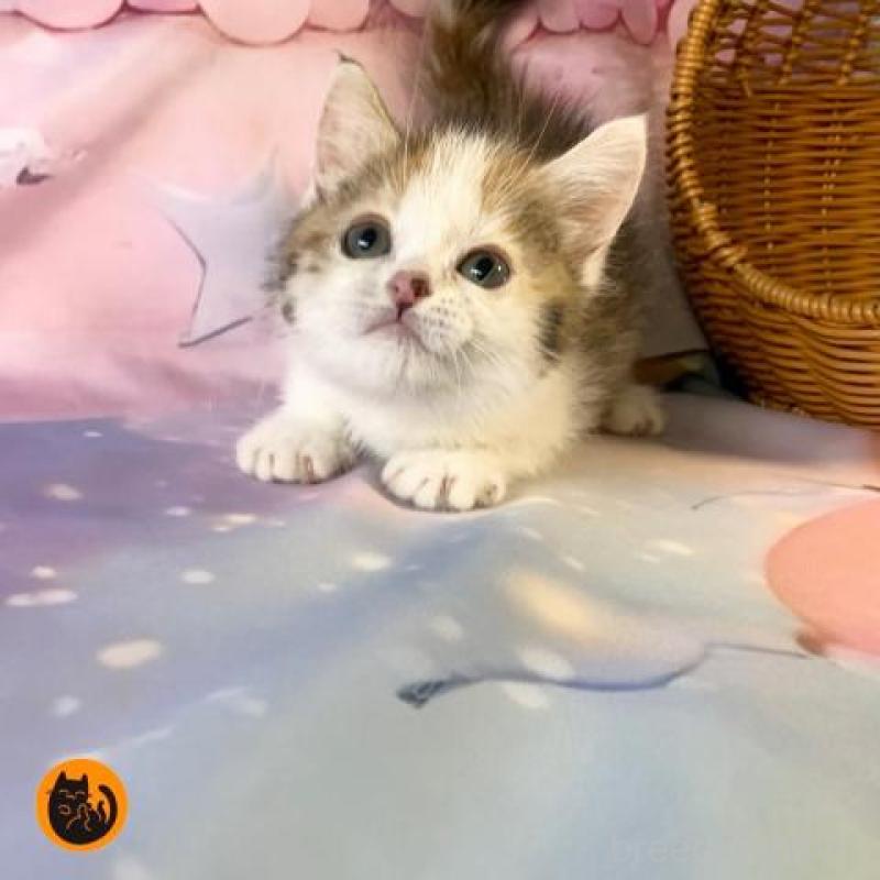 販売中の大阪府のマンチカン-130153