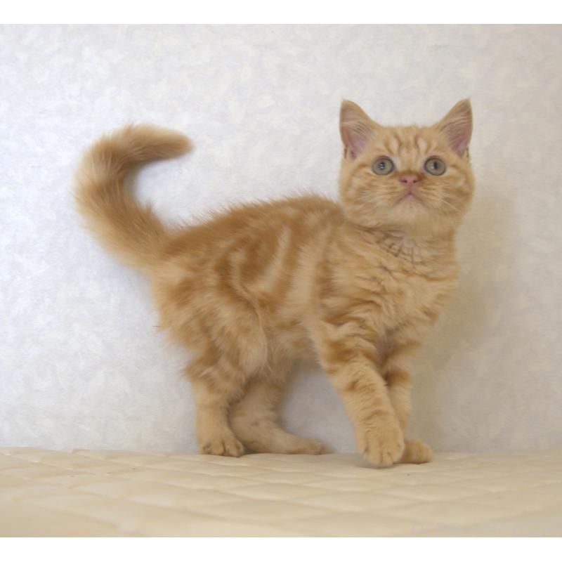 販売中の静岡県のブリティッシュショートヘア-125091の5枚目