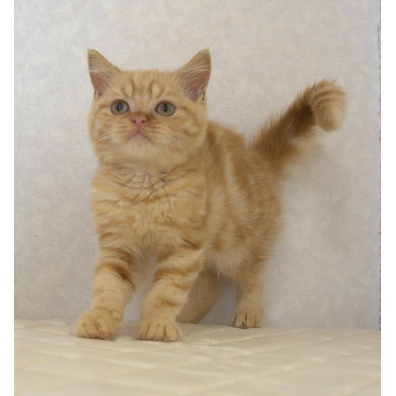 販売中の静岡県のブリティッシュショートヘア-125091の4枚目