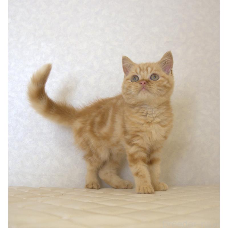 販売中の静岡県のブリティッシュショートヘア-125091の3枚目