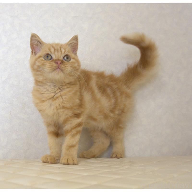 販売中の静岡県のブリティッシュショートヘア-125091の2枚目