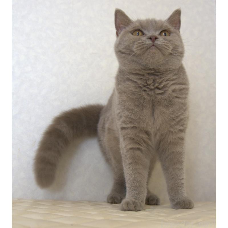 販売中の静岡県のブリティッシュショートヘア-116520の5枚目