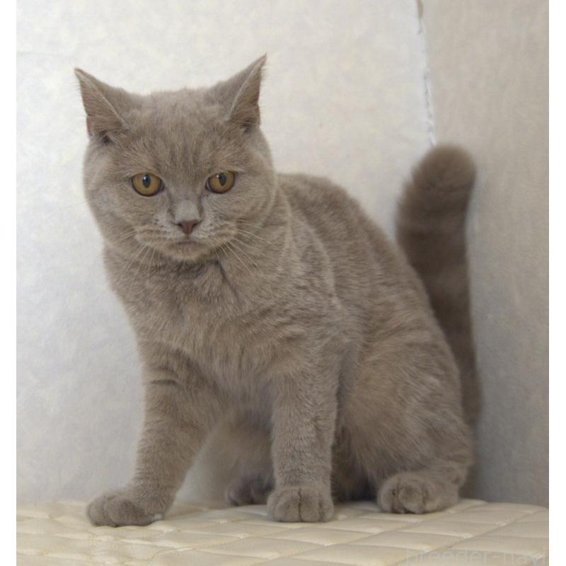 販売中の静岡県のブリティッシュショートヘア-116520の4枚目