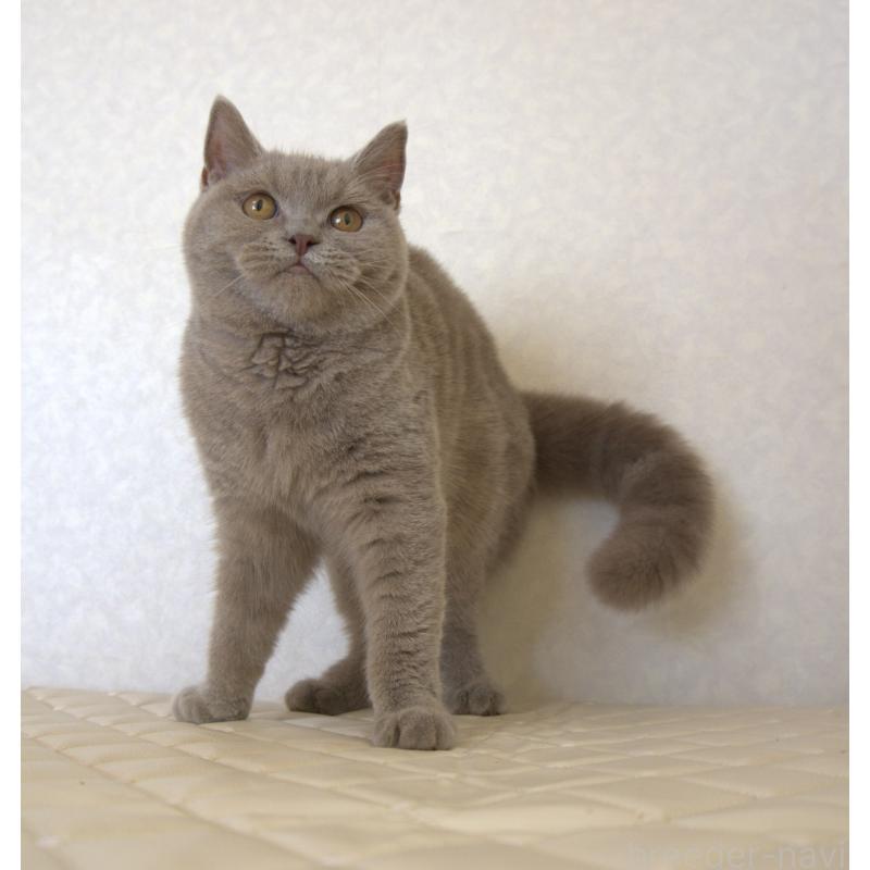 販売中の静岡県のブリティッシュショートヘア-116520の3枚目