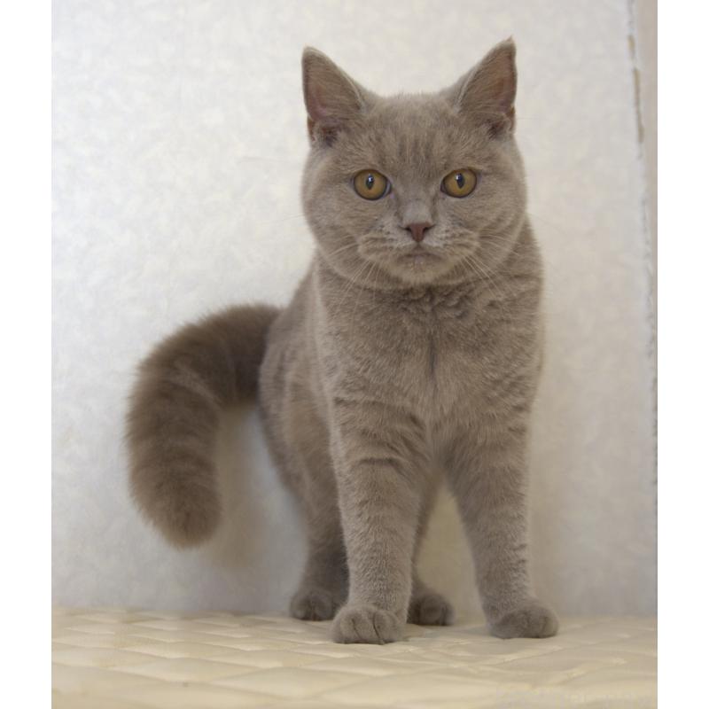 販売中の静岡県のブリティッシュショートヘア-116520の2枚目