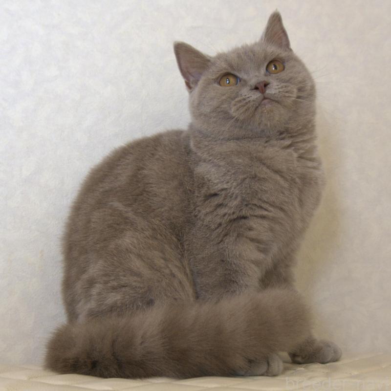 販売中の静岡県のブリティッシュショートヘア-116520の1枚目