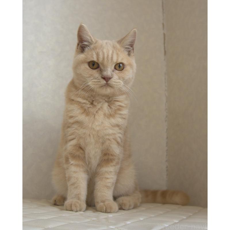 販売中の静岡県のブリティッシュショートヘア-116521の4枚目