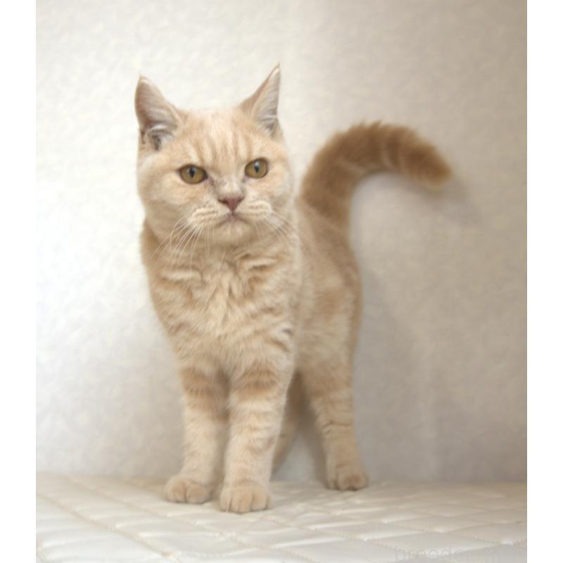 販売中の静岡県のブリティッシュショートヘア-116521の3枚目