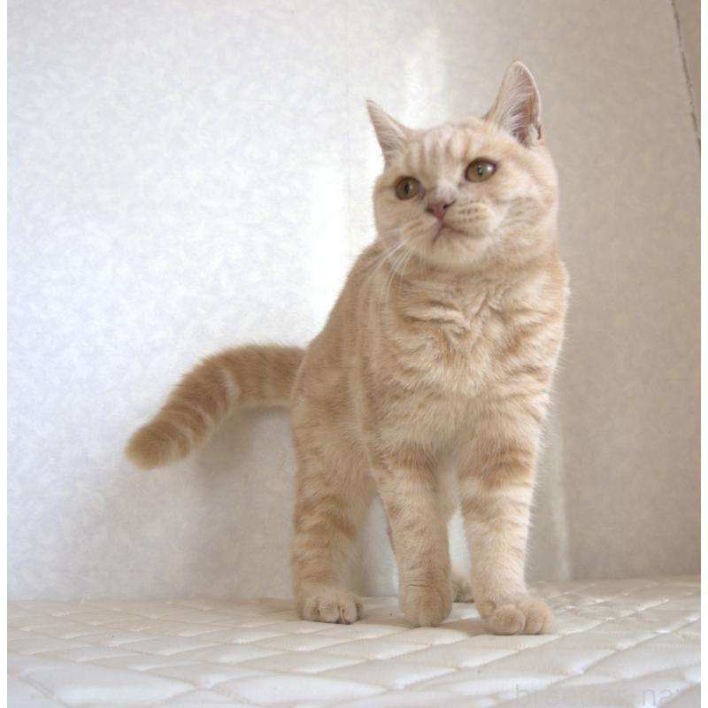 販売中の静岡県のブリティッシュショートヘア-116521の2枚目