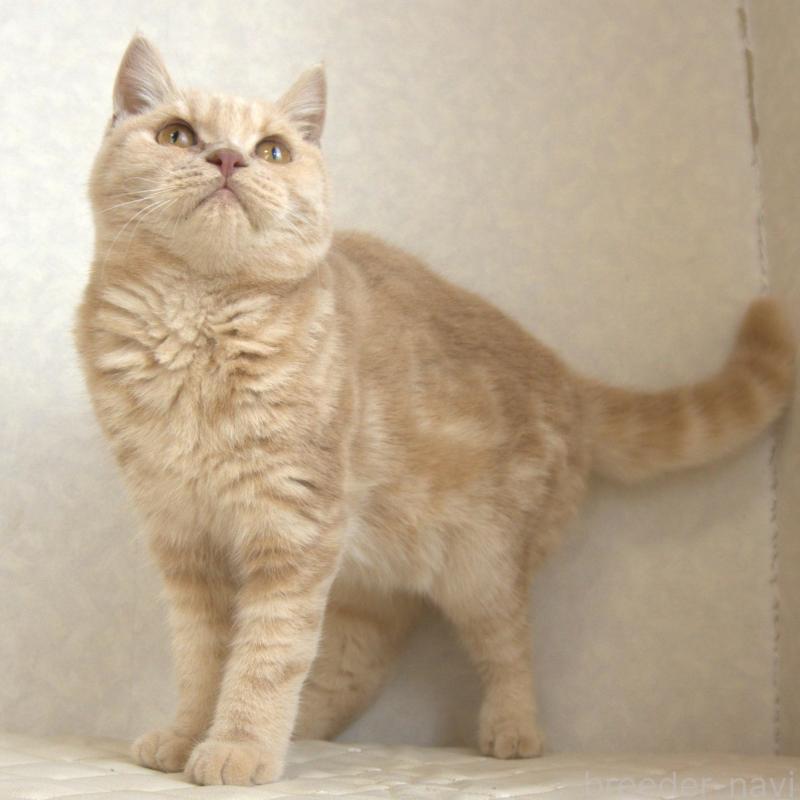 販売中の静岡県のブリティッシュショートヘア-116521の1枚目