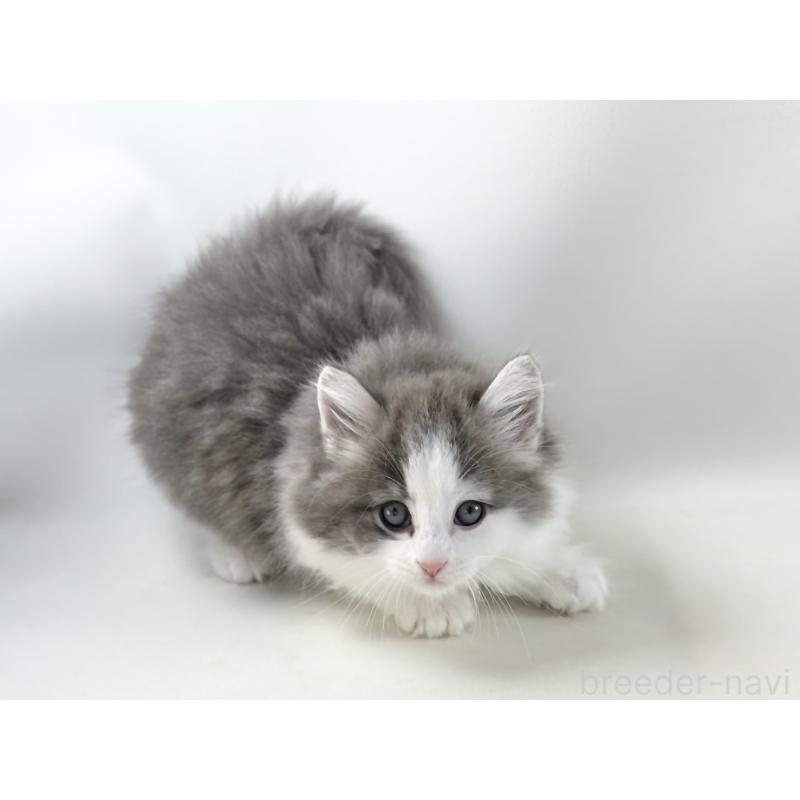 販売中の福岡県のノルウェージャンフォレストキャット-130154の5枚目