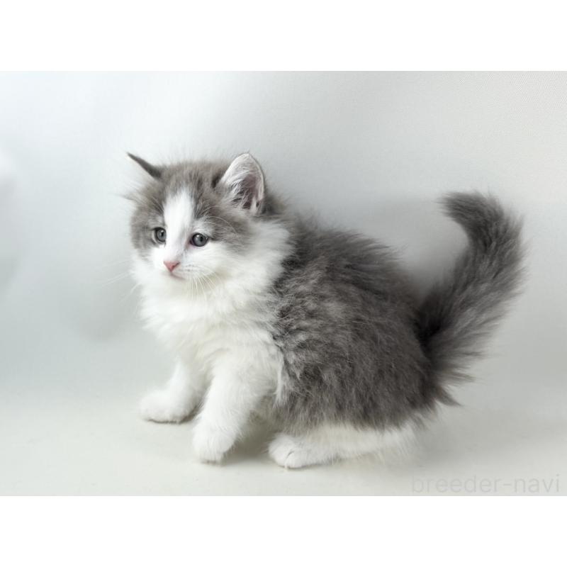 販売中の福岡県のノルウェージャンフォレストキャット-130154の4枚目