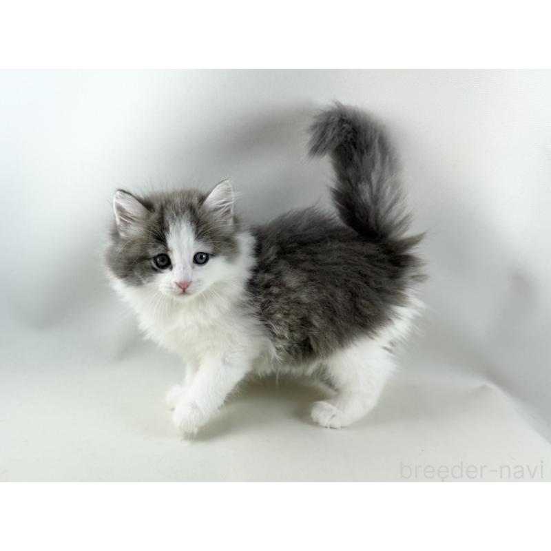 販売中の福岡県のノルウェージャンフォレストキャット-130154の2枚目