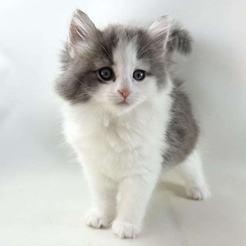 販売中ののノルウェージャンフォレストキャット-130154