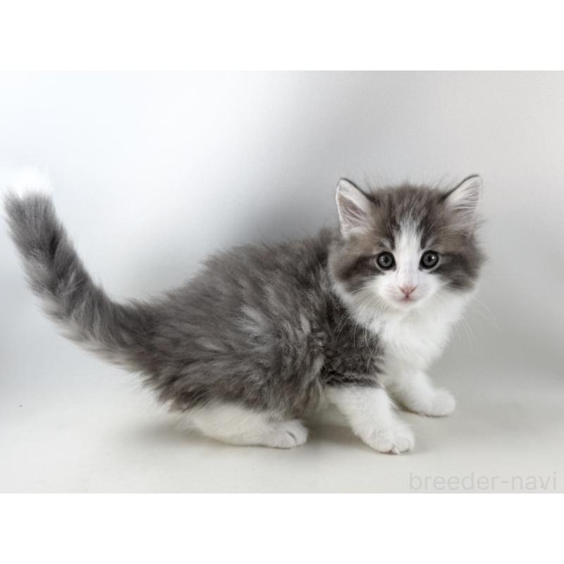 販売中の福岡県のノルウェージャンフォレストキャット-130155の17枚目