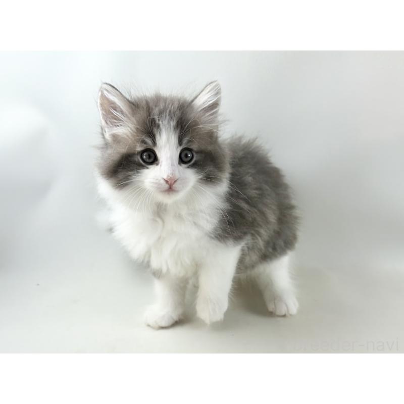 販売中の福岡県のノルウェージャンフォレストキャット-130155の16枚目