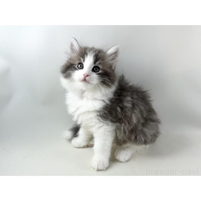 販売中の福岡県のノルウェージャンフォレストキャット-130155の15枚目