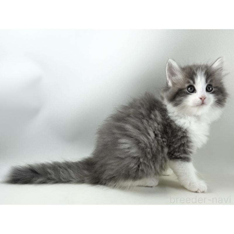 販売中の福岡県のノルウェージャンフォレストキャット-130155の12枚目