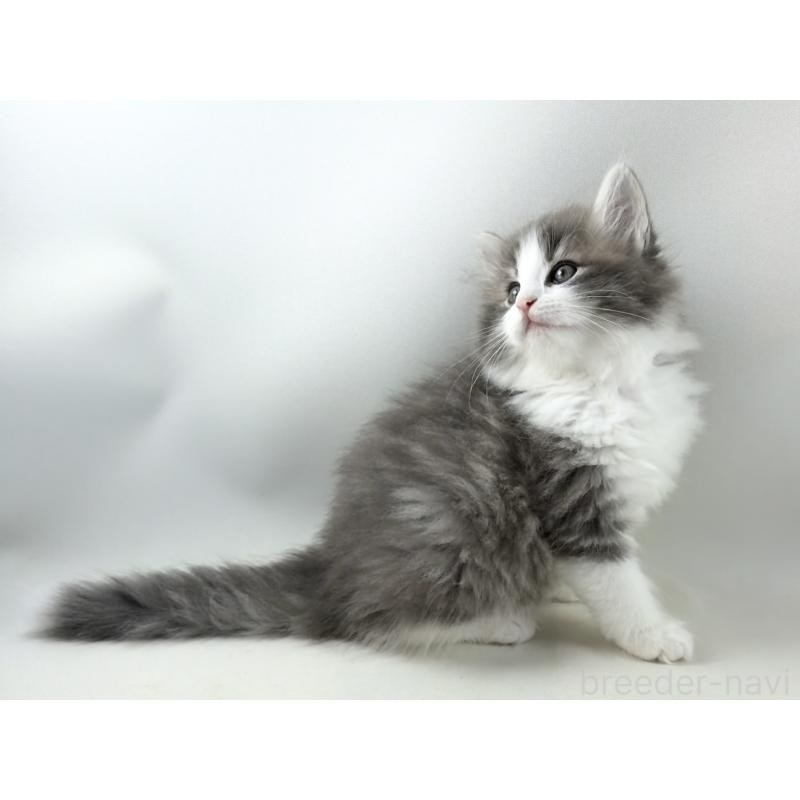 販売中の福岡県のノルウェージャンフォレストキャット-130155の11枚目