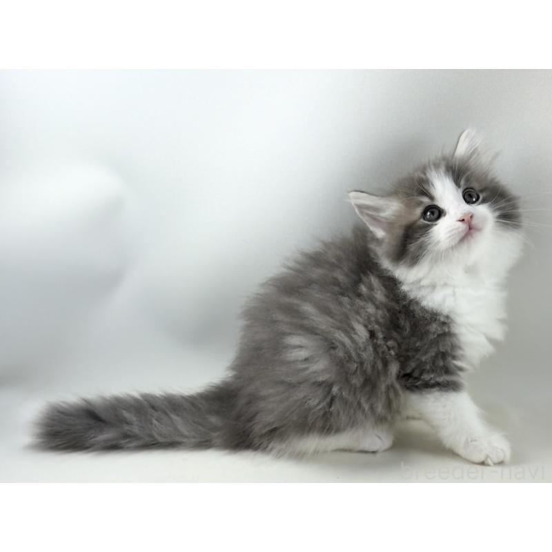 販売中の福岡県のノルウェージャンフォレストキャット-130155の9枚目