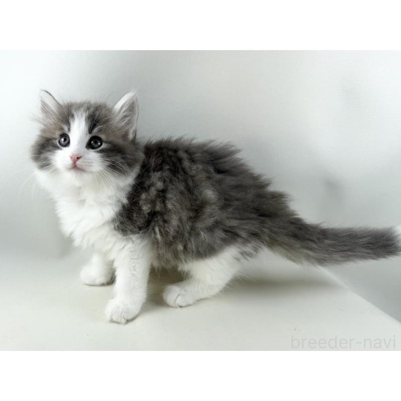 販売中の福岡県のノルウェージャンフォレストキャット-130155の8枚目