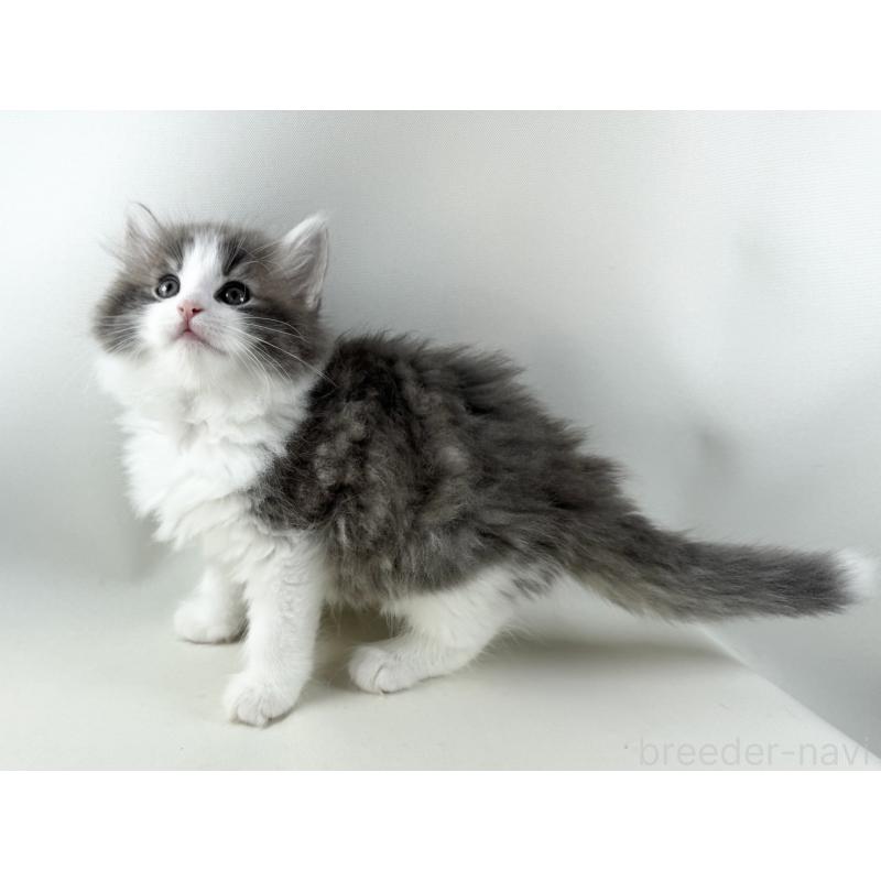 販売中の福岡県のノルウェージャンフォレストキャット-130155の7枚目