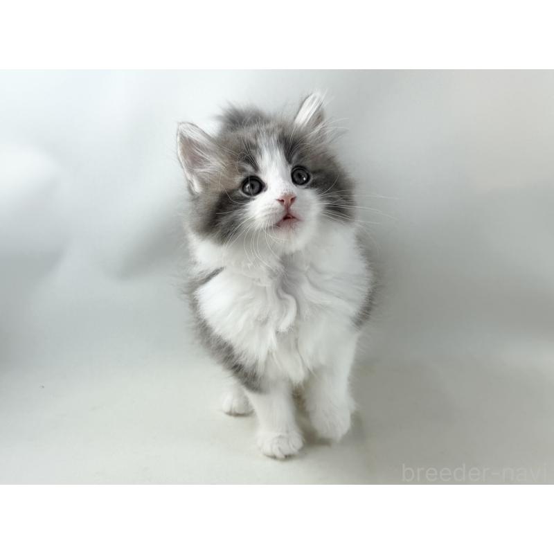 販売中の福岡県のノルウェージャンフォレストキャット-130155の6枚目