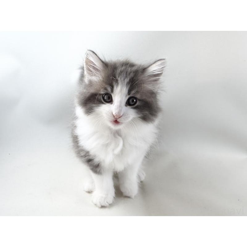 販売中の福岡県のノルウェージャンフォレストキャット-130155の5枚目