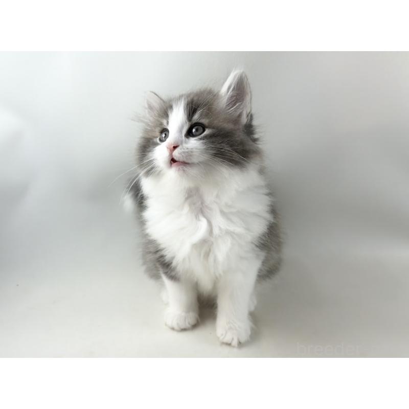 販売中の福岡県のノルウェージャンフォレストキャット-130155の4枚目