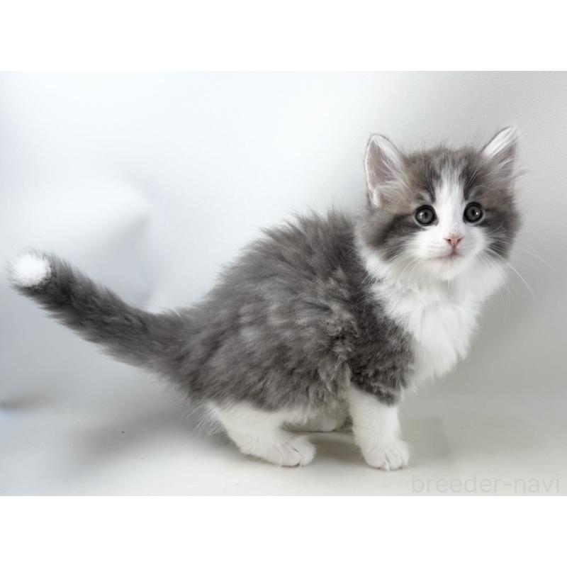 販売中の福岡県のノルウェージャンフォレストキャット-130155の3枚目