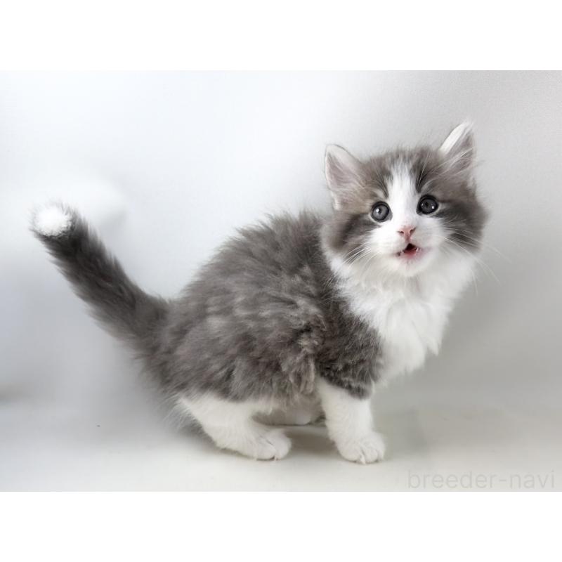 販売中の福岡県のノルウェージャンフォレストキャット-130155の2枚目