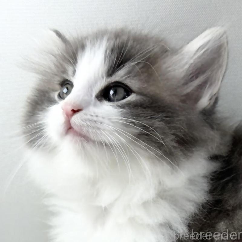 販売中の福岡県のノルウェージャンフォレストキャット-130155の1枚目