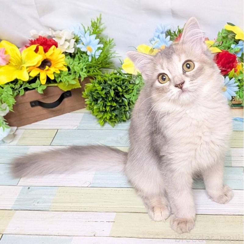 販売中の大阪府のマンチカン-130157の5枚目