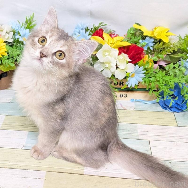 販売中の大阪府のマンチカン-130157の4枚目