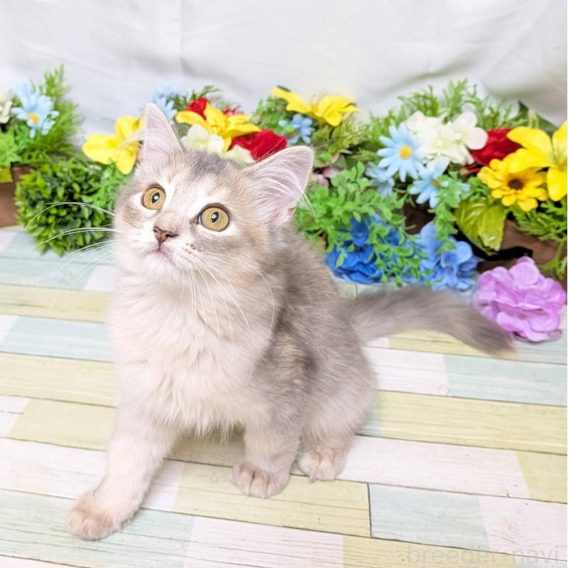 販売中の大阪府のマンチカン-130157の3枚目