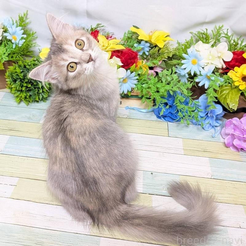 販売中の大阪府のマンチカン-130157の2枚目