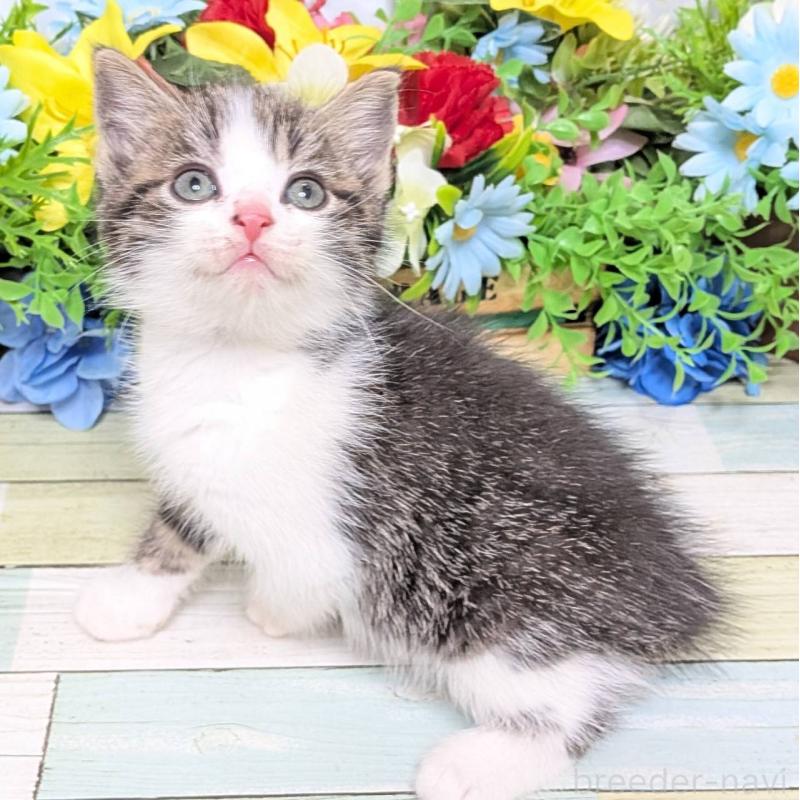 販売中の大阪府のスコティッシュストレート-130158の4枚目