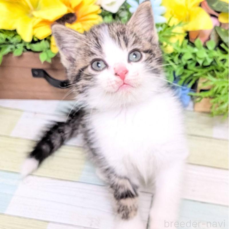 販売中の大阪府のスコティッシュストレート-130158の5枚目