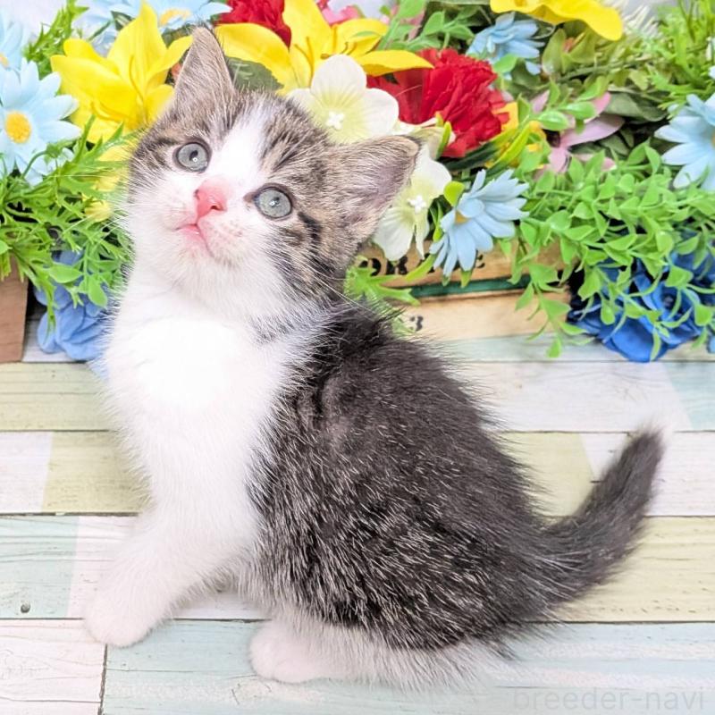 販売中の大阪府のスコティッシュストレート-130158の1枚目