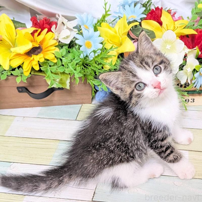 販売中の大阪府のスコティッシュストレート-130158の2枚目