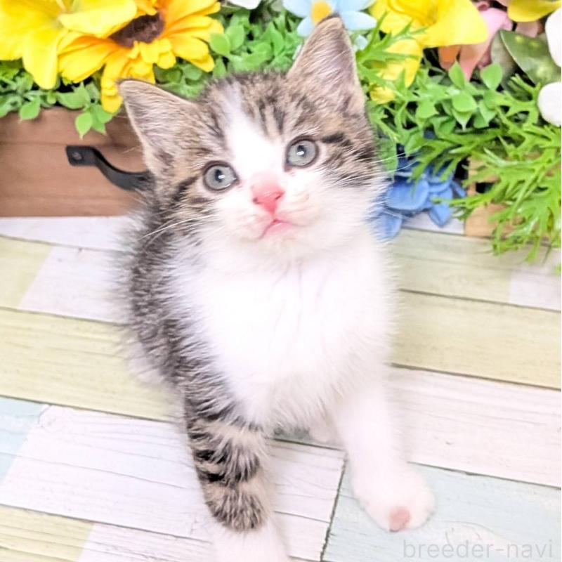 販売中の大阪府のスコティッシュストレート-130158の3枚目