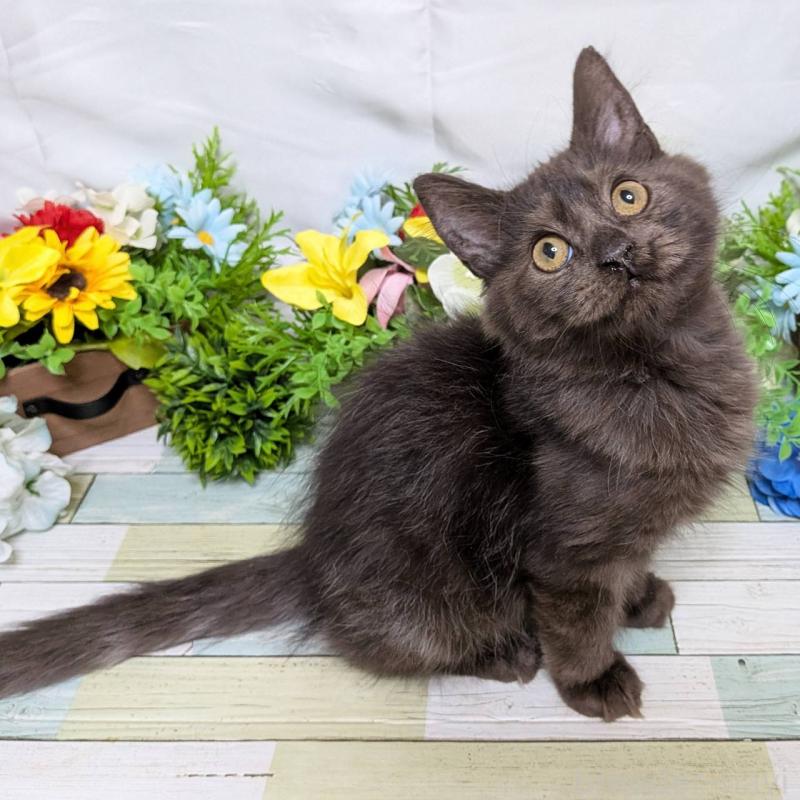 販売中の大阪府のスコティッシュフォールド-130159の5枚目