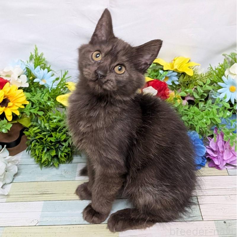 販売中の大阪府のスコティッシュフォールド-130159の4枚目