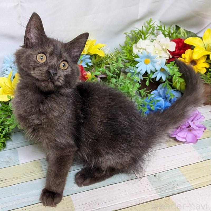 販売中の大阪府のスコティッシュフォールド-130159の3枚目