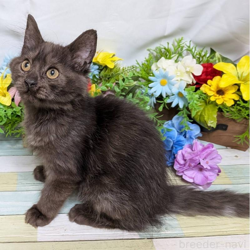 販売中の大阪府のスコティッシュフォールド-130159の2枚目