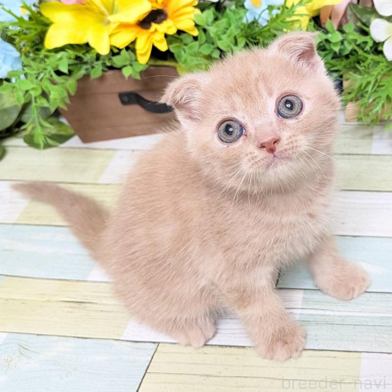 販売中の大阪府のスコティッシュフォールド(折れ耳)-130160の1枚目