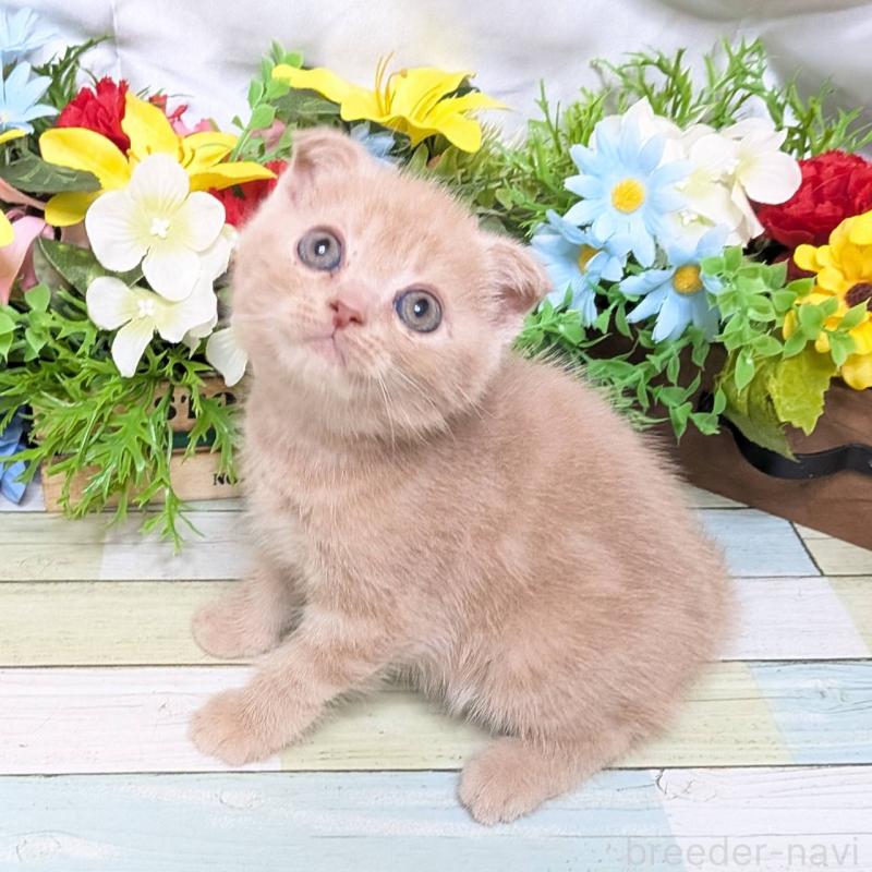 販売中の大阪府のスコティッシュフォールド(折れ耳)-130160の5枚目