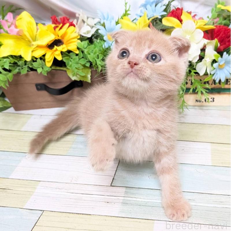 販売中の大阪府のスコティッシュフォールド(折れ耳)-130160の4枚目