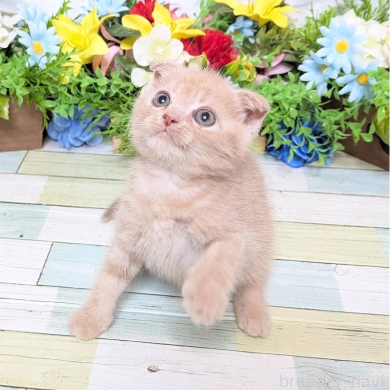 販売中の大阪府のスコティッシュフォールド(折れ耳)-130160の3枚目