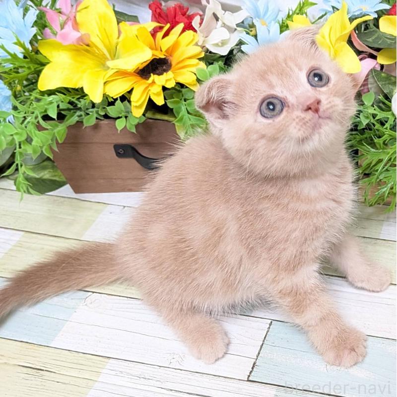 販売中の大阪府のスコティッシュフォールド(折れ耳)-130160の2枚目